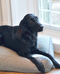 The Scotney Luxury Dog Bed - Medium